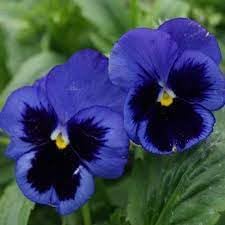Pansy Flower Seeds Heirloom Non GMO Planting - 100 pcs