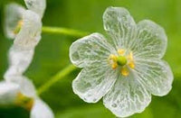 Transparent Skeleton Flower Seeds for Planting - NON GMO Seeds