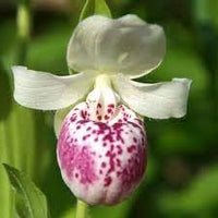 Seeds (Seeds scientific name) for planting in garden