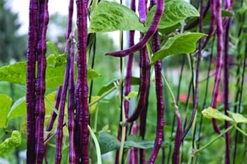 Cowpea Seeds for Planting - 100 Pcs pcs
