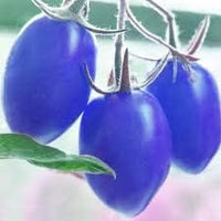 Tomato Seeds for Planting, Blue, 100 Pcs pcs