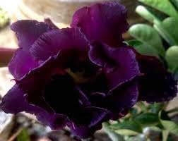 Heirloom Non-GMO Adenium Obesum Flower Seeds for Planting – Desert Rose Variety