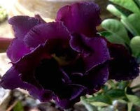 Heirloom Non-GMO Adenium Obesum Flower Seeds for Planting – Desert Rose Variety - Non-GMO for planting in home garden