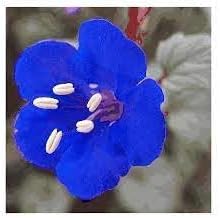 California Flower Seeds Heirloom Non GMO Planting - 100 pcs for planting in home garden