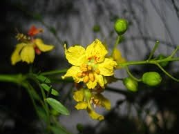 Parkinsonia Aculeata Flower Seeds Heirloom Non GMO Planting - 100 pcs for planting in home garden