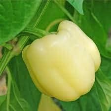 Mixed Pepper Capsicum annuum seeds for garden planting