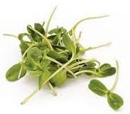 Sprout Plant Seeds for Planting - NON GMO Seeds for planting in home garden