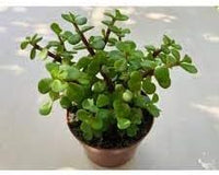 Portulacaria Plant Seeds for Planting – Fresh, Organic, Heirloom, Non-GMO Succulent Seeds