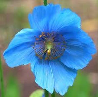 Meconopsis Flower Seeds for Garden - NON GMO Seeds