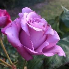 Sterling Silver Rose Seeds for Planting – Heirloom, Non-GMO Flower Garden Seeds - Silver for planting in home garden