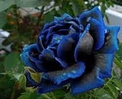 Midnight Supreme Dark Blue Rose Seeds for Planting â€“ Heirloom, Non-GMO Garden Seeds