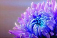 Organic Purple Blue Chrysanthemum Flower Seeds for Planting ƒ?? Heirloom, Non-GMO
