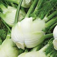 Florence Fennel Seeds for Planting - heirloom & Non-GMO Seeds