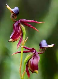 Heirloom Orchid Flower Seeds for Planting 100 pcs