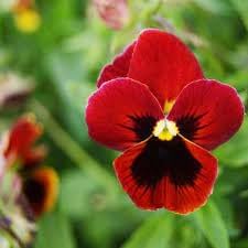 Viola Red Blue Flower Seeds for Planting - NON GMO Seeds