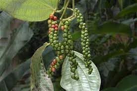 Black Pepper Piper nigrum seeds for garden planting