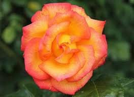 Yellow Orange Rose Flower Seeds for Planting Non-GMO Heirloom Garden Seeds for Growing