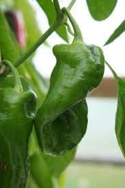 Peter Pepper Vegetable Seeds for Planting - 100 Pcs pcs