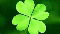 Light Green Clover Plant Seeds for Planting - 100 pcs