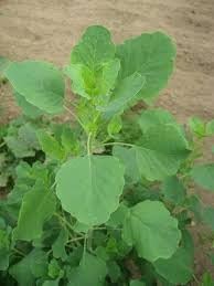 Papalo Plant Seed Pack for Unique Herb and Flavor Production 100 pcs