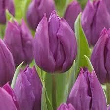 Purple Tulip Flower Seeds for Planting ƒ?? Heirloom, Non-GMO, Vibrant Blooms for planting in your garden.