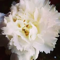 Heirloom Non-GMO Carnation Flower Seeds for Planting – Fragrant Ornamental Garden Blooms - Non-GMO for planting in home garden
