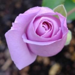 Rose Flower Seeds for Planting 100 pcs -Hierloom Flower Seeds