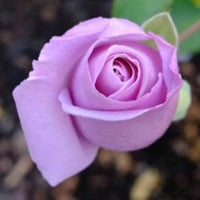 Rose Flower Seeds for Planting 100 pcs -Hierloom Flower Seeds