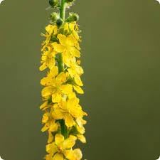 Agrimony Flower Seeds – Heirloom, Non-GMO, Medicinal Herb Blooms for Garden Planting