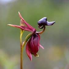 Heirloom Orchid Flower Seeds for Planting 100 pcs