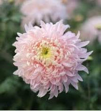 Bonsai Chrysanthemum Seeds for Planting - NON GMO Seeds for planting in home garden