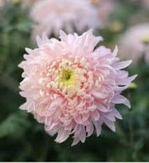 Bonsai Chrysanthemum Seeds for Planting - NON GMO Seeds for planting in home garden