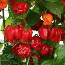 100 Pcs