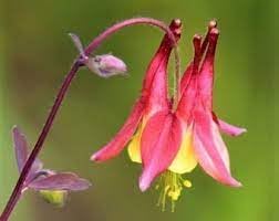 Heirloom Non-GMO Aquilegia Flower Seeds for Planting ƒ?? Colorful Perennial Garden Blooms
