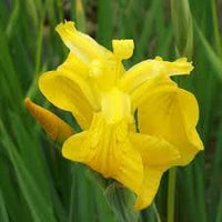 Bearded Flower Seeds for Planting, 100 pcs for planting in your garden.