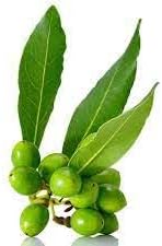 Bay Laurel Fruit Seeds for Growing Aromatic and Flavorful Laurel Trees 100 Pcs pcs