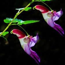Impatiens Psittacina Flower Seeds Heirloom Non GMO Planting - 100 pcs for planting in home garden