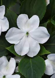 Heirloom Non-GMO Impatiens Flower Seeds for Planting – Shade-Loving Blooms for Vibrant Garden Beds