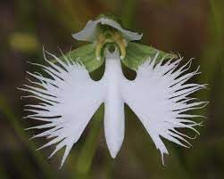 Organic Japonesa Garza Flores Flower Seeds for Planting – Heirloom, Non-GMO