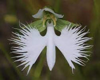 Organic Japonesa Garza Flores Flower Seeds for Planting – Heirloom, Non-GMO