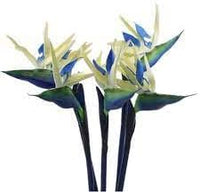 Cream Violet Strelitzia Flower Seeds for Planting - 100 pcs