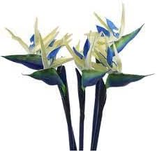 Cream Violet Strelitzia Flower Seeds for Planting - 100 pcs for planting in your garden.