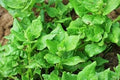 Zealand Vegetable Seeds for Planting, heirloom & Non-GMO Seeds