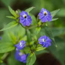 Heirloom Browallia Flower Seeds – Non-GMO Seeds for Vibrant Garden Planting