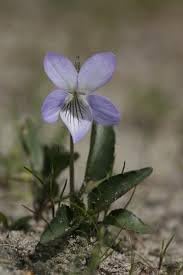 Heirloom Non-GMO Prairie Viola Flower Seeds for Planting – Wildflower Blooming Flower Seeds