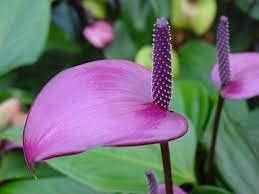 Anthurium flower seeds - NON GMO Seeds for planting in home garden