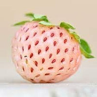 Pineberry White Strawberry Fruit Seeds for Planting - Growing Rare and Sweet White Strawberries