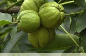 Shagbark Fruit Seeds for Planting - Growing Hardy and Unique Fruit Trees, Heirloom Plant Seeds