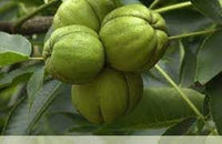 Shagbark hickory Carya ovata seeds for home orchard