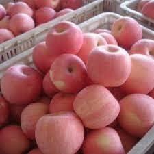 Grape tree Vitis spp. seeds for vineyard garden